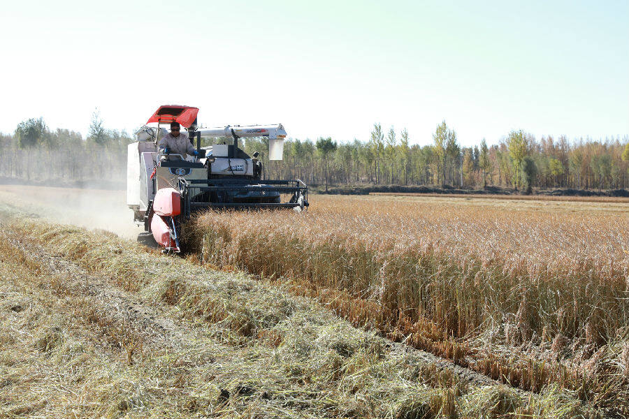 全程机械化收割水稻(杨悦 摄)  全程机械化收割水稻(杨悦 摄)