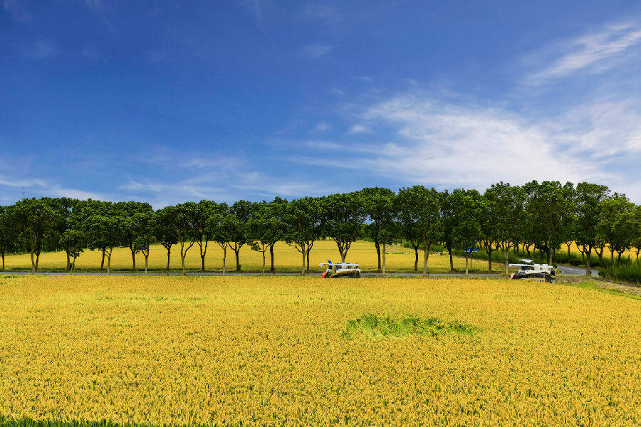 一台台收割机穿梭作业勾勒出一派繁忙又热闹的秋收图景(汪宇陆 摄) 一台台收割机穿梭作业勾勒出一派繁忙又热闹的秋收图景(汪宇陆 摄)