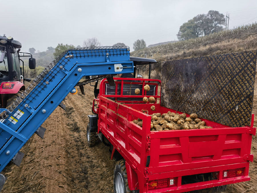 机械化采收让秋收更高效(王文杰 摄) 机械化采收让秋收更高效(王文杰 摄)