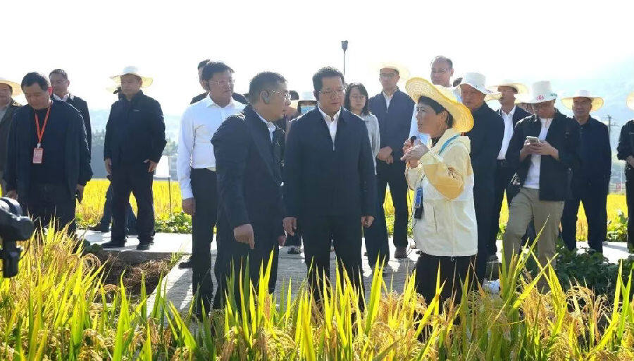 与会嘉宾观摩再生稻高产示范现场(吴丹 摄) 与会嘉宾观摩再生稻高产示范现场(吴丹 摄)
