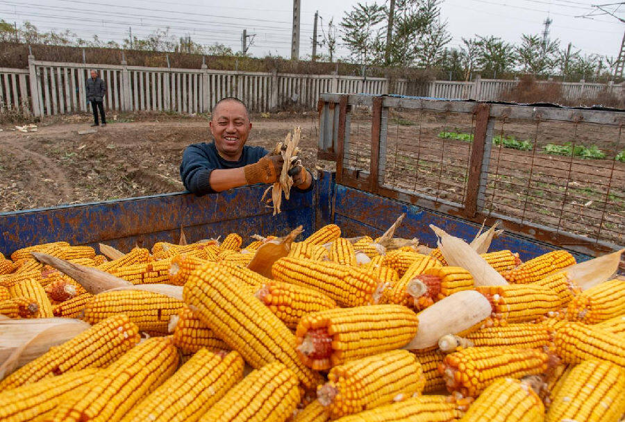 村民装运刚收获的玉米（楚向东  摄）
