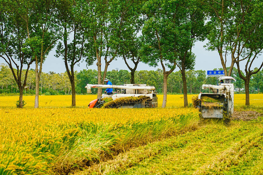 一台台收割机穿梭作业勾勒出一派繁忙又热闹的秋收图景(汪宇陆 摄) 一台台收割机穿梭作业勾勒出一派繁忙又热闹的秋收图景(汪宇陆 摄)