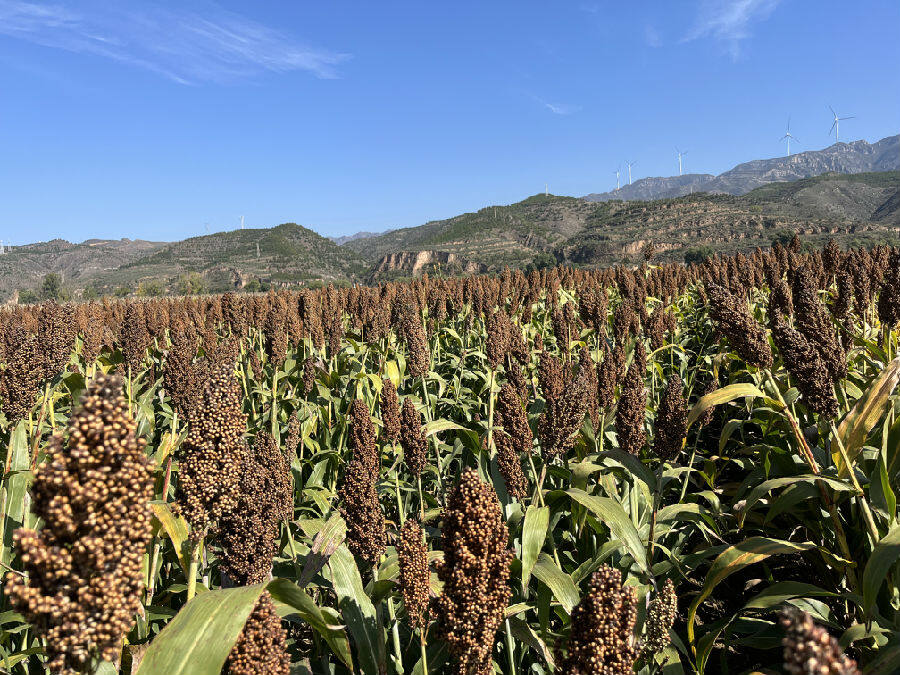 娄烦县高粱喜获丰收(王文杰 摄)  娄烦县高粱喜获丰收(王文杰 摄)