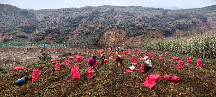 农户抢收马铃薯,田间一片丰收景。(王文杰 摄)  农户抢收马铃薯,田间一片丰收景。(王文杰 摄)