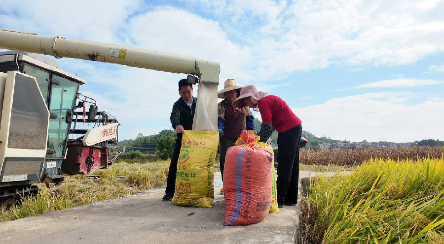 脱粒后的稻谷经机械臂装入运粮袋，一个个粮袋很快变得圆鼓鼓。（梁恺琦 摄）