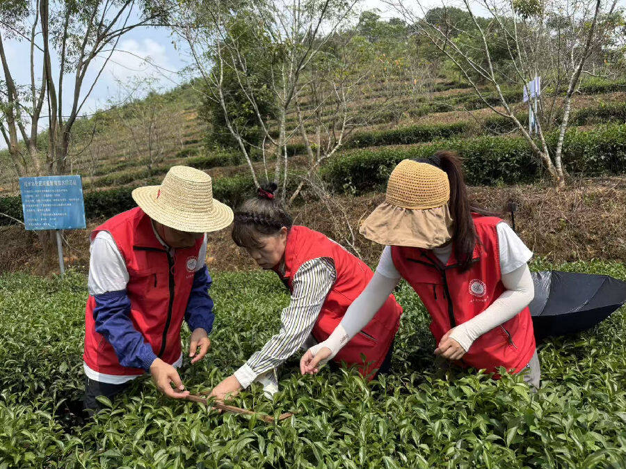 广西绿异茶树良种研究院研究员覃秀菊在梧州市长洲区倒水镇东方美人茶叶基地开展植物氨基酸等新产品示范推广。(姚佳玲 摄) 广西绿异茶树良种研究院研究员覃秀菊在梧州市长洲区倒水镇东方美人茶叶基地开展植物氨基酸等新产品示范推广。(姚佳玲 摄)