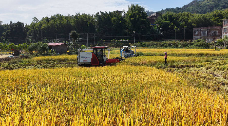 农机手熟练驾驶收割机在稻田穿梭（梁恺琦 摄）