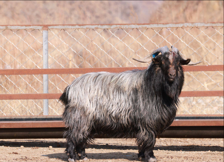  大青背山羊 （席兆平  摄）