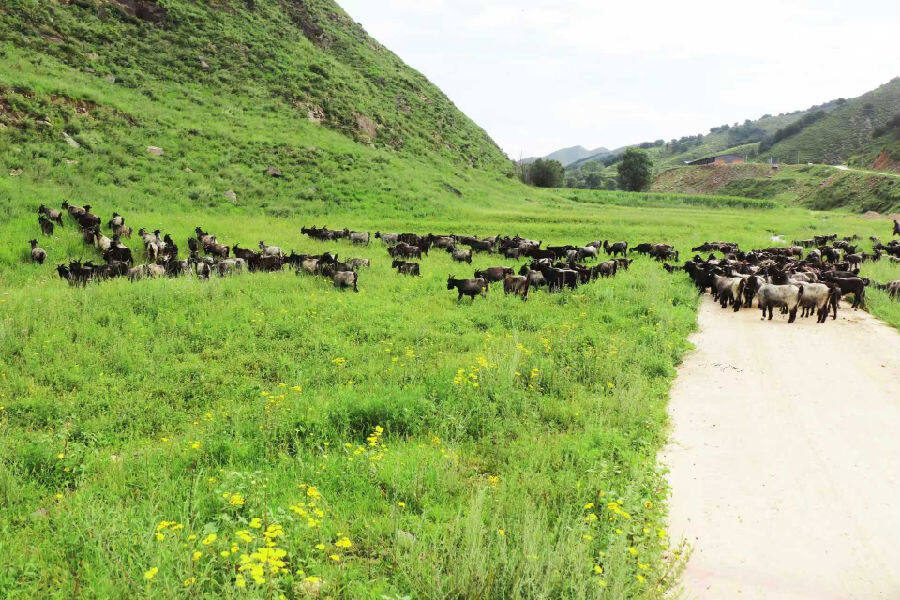 大青背山羊在青山绿野间悠然觅食（席兆平  摄）