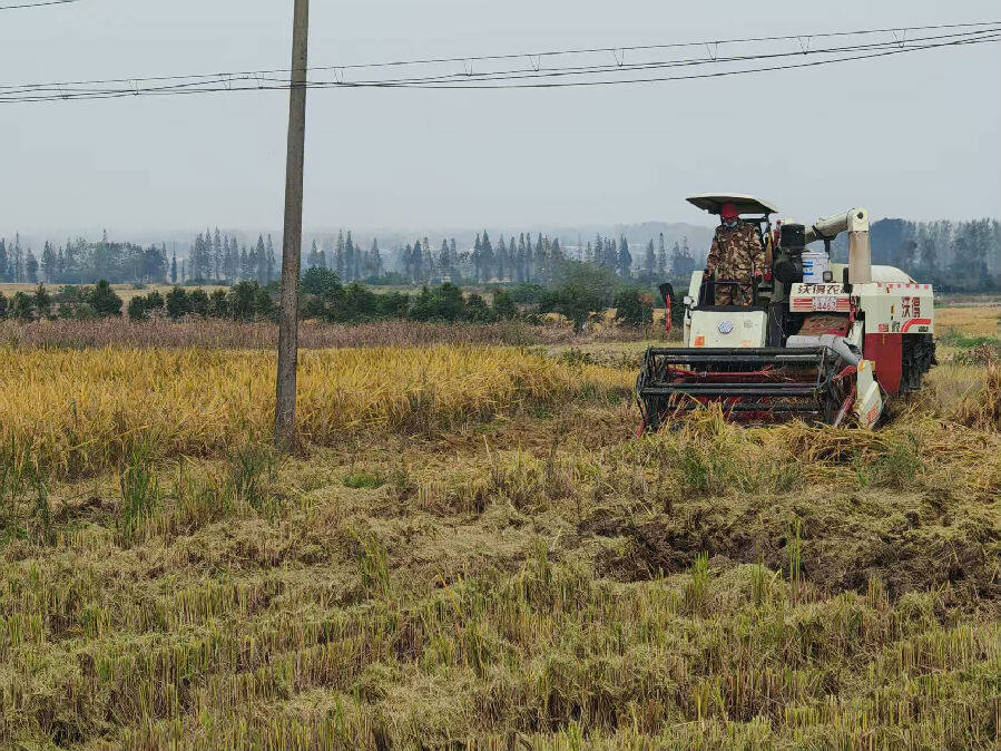 收获现场(杨文兵 摄) 收获现场(杨文兵 摄)