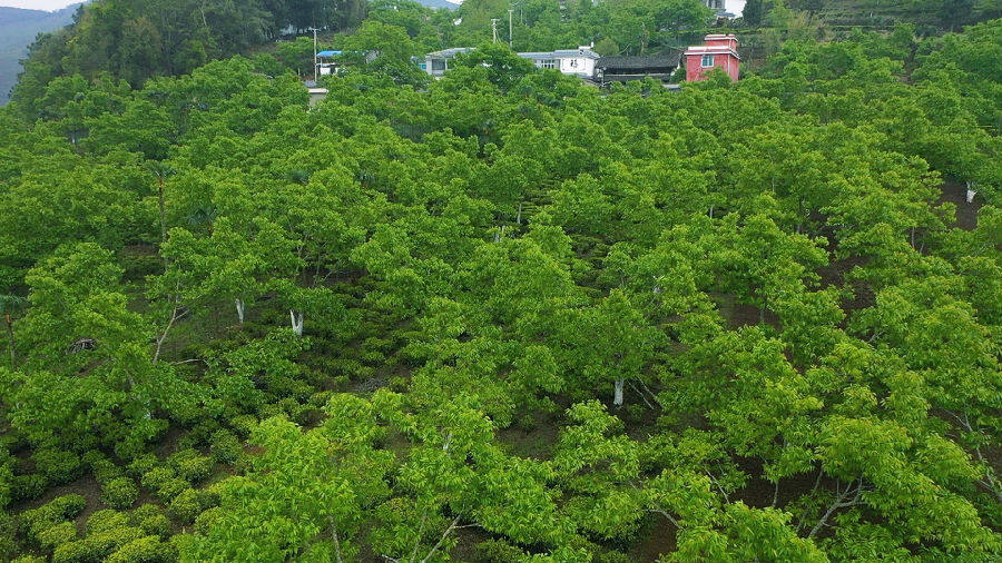 核桃种植基地（杨娟 摄）