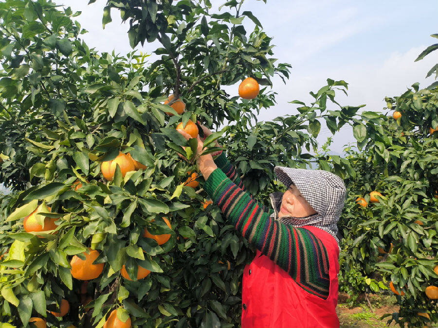 果农正在采摘(肖丽华 摄) 果农正在采摘(肖丽华 摄)