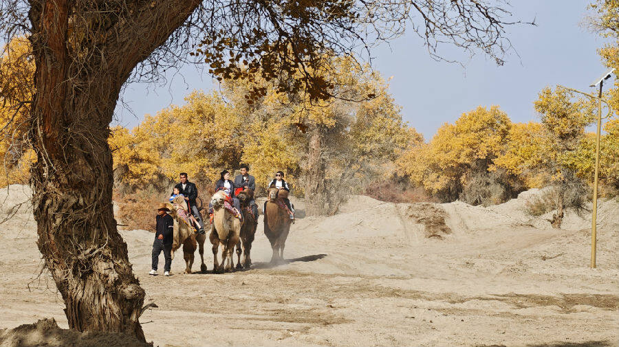 游客在胡杨林中体验骑骆驼(王水江 摄) 游客在胡杨林中体验骑骆驼(王水江 摄)
