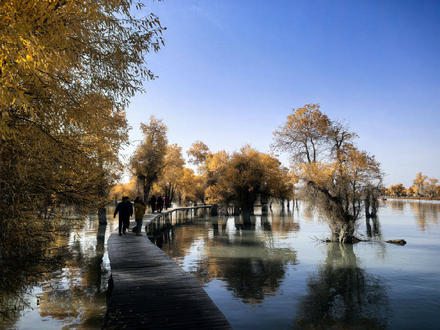 游客徜徉在胡杨林中(查燕荣 摄) 游客徜徉在胡杨林中(查燕荣 摄)