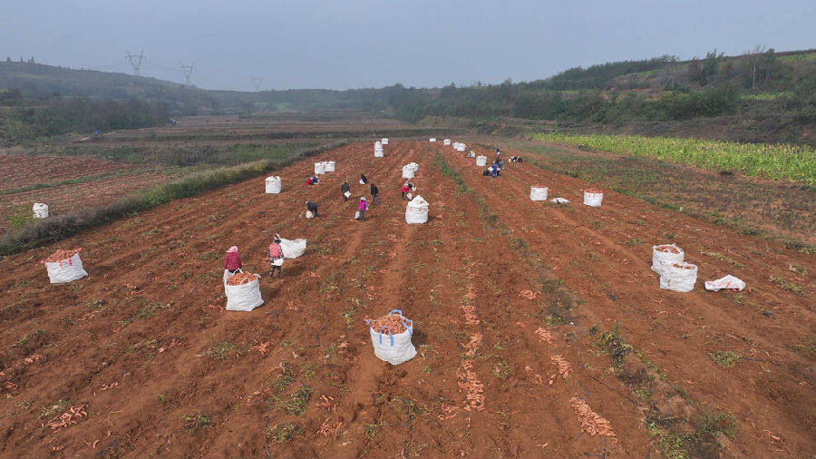 陕州区观音堂镇君王村红薯迎丰收(高彦新 摄) 陕州区观音堂镇君王村红薯迎丰收(高彦新 摄)