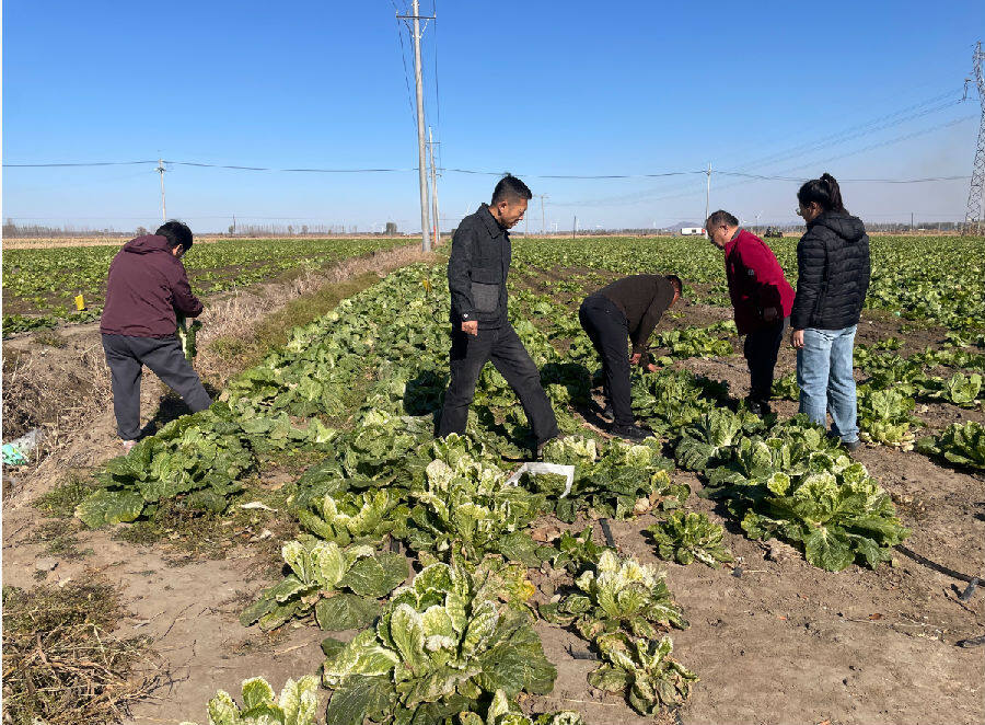 白菜采收前调研(苏桂兰 摄) 白菜采收前调研(苏桂兰 摄)