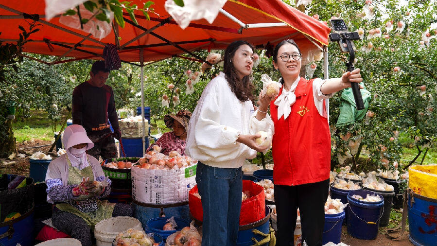 青年志愿者携手果农直播为家乡石榴宣传代言(李姝锦 摄) 青年志愿者携手果农直播为家乡石榴宣传代言(李姝锦 摄)