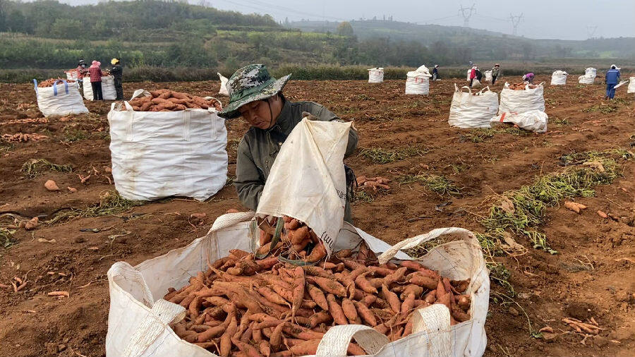 收获满满(霍东东 摄) 收获满满(霍东东 摄)