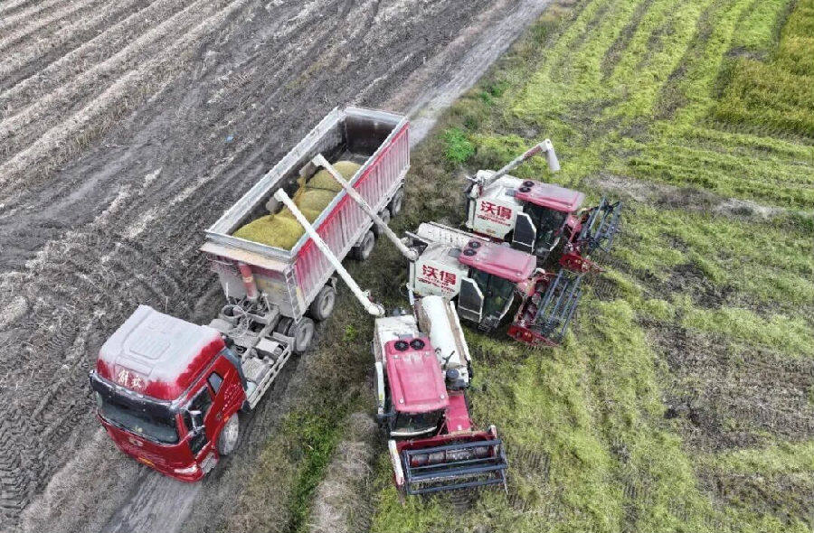 收割现场(肖馨雨 摄) 收割现场(肖馨雨 摄)