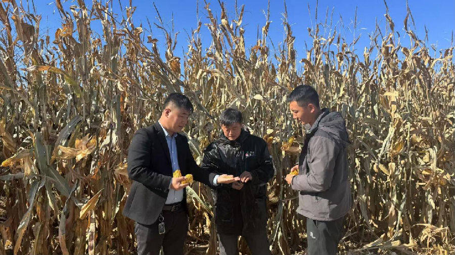 耿长兴(左一)与村民查看玉米籽粒成熟度(王帅 摄) 耿长兴(左一)与村民查看玉米籽粒成熟度(王帅 摄)