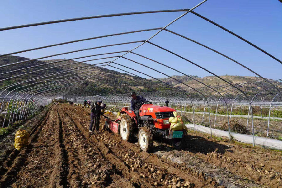 薯形匀称、个头饱满的马铃薯原种破土而出。(张婧 摄) 薯形匀称、个头饱满的马铃薯原种破土而出。(张婧 摄)