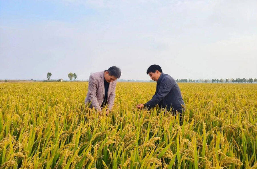 丰收现场(肖馨雨 摄) 丰收现场(肖馨雨 摄)
