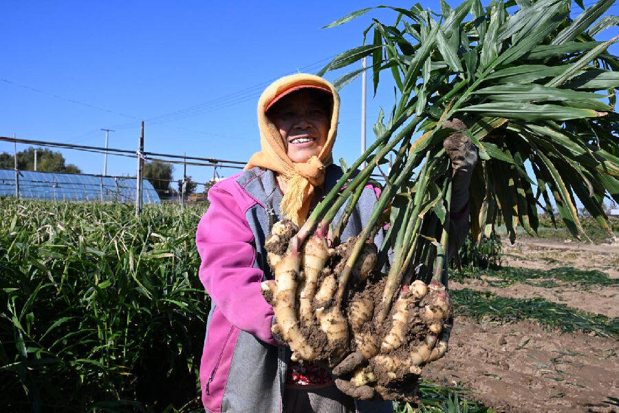山东省青岛市即墨区移风店镇女儿村的农民展示刚收获的生姜(张涛 摄) 山东省青岛市即墨区移风店镇女儿村的农民展示刚收获的生姜(张涛 摄)
