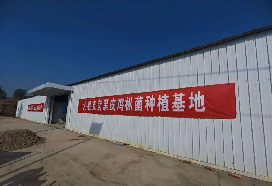 沁县支前黑皮鸡枞菌种植基地(王艳 摄) 沁县支前黑皮鸡枞菌种植基地(王艳 摄)