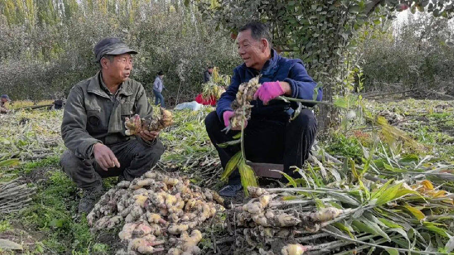 种植户陈梅正与阿克苏市科学技术协会的工作人员一同查看生姜的品质和产量情况(孙季鸿 摄) 种植户陈梅正与阿克苏市科学技术协会的工作人员一同查看生姜的品质和产量情况(孙季鸿 摄)