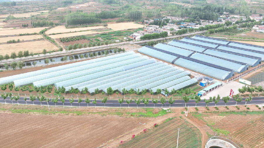 大棚成方连片(邢飞 摄) 大棚成方连片(邢飞 摄)