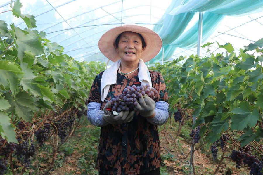 葡萄喜获丰收(邢飞 摄) 葡萄喜获丰收(邢飞 摄)