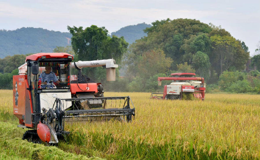乐平市程秀青水稻种植家庭农场正用收割机收割丰收的晚稻(朱定文 摄) 乐平市程秀青水稻种植家庭农场正用收割机收割丰收的晚稻(朱定文 摄)