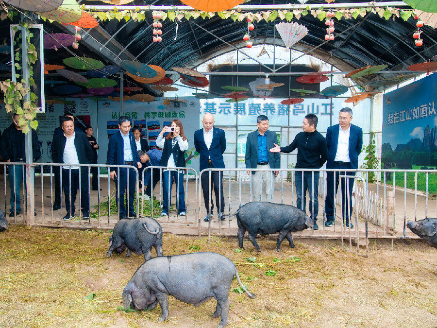 玉山县黑猪产业考察组参观江山如画特色畜禽展示园 (柴慧芬 摄) 玉山县黑猪产业考察组参观江山如画特色畜禽展示园 (柴慧芬 摄)