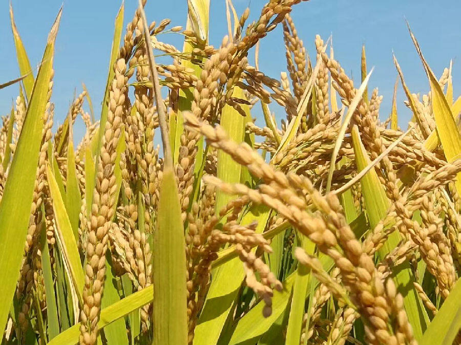 成熟待收水稻(贾滨榕 摄) 成熟待收水稻(贾滨榕 摄)