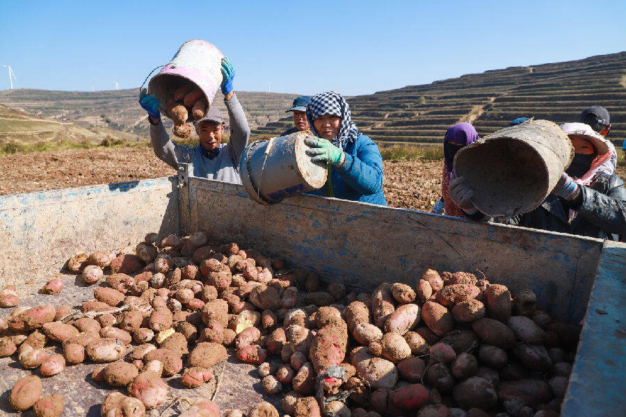 马铃薯种植基地里的丰收图景(张赛 摄) 马铃薯种植基地里的丰收图景(张赛 摄)