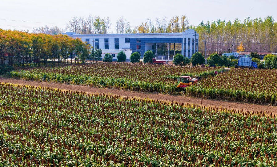 高粱收割现场（孙荪 摄）