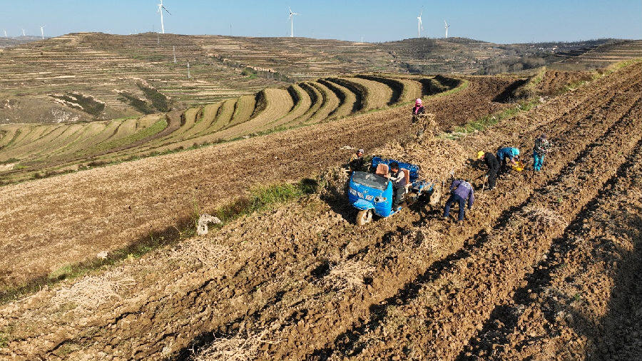 北城铺镇万亩黄芪绿色标准化种植示范片带黄芪正在采挖(张赛 摄) 北城铺镇万亩黄芪绿色标准化种植示范片带黄芪正在采挖(张赛 摄)