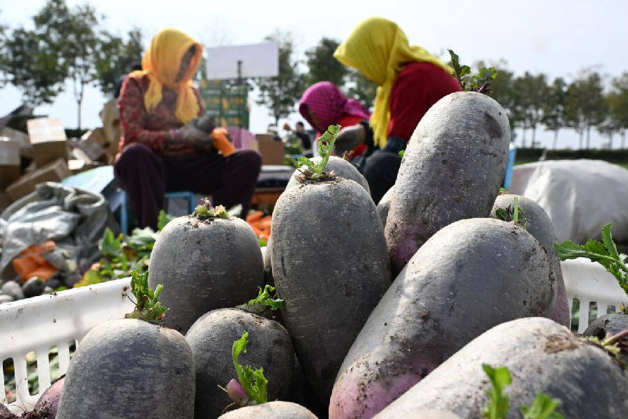 山东省青岛市即墨区段泊岚镇栗林村农民在收获的“冰激凌”水果萝卜装箱,发往各地市场。(张涛 摄)