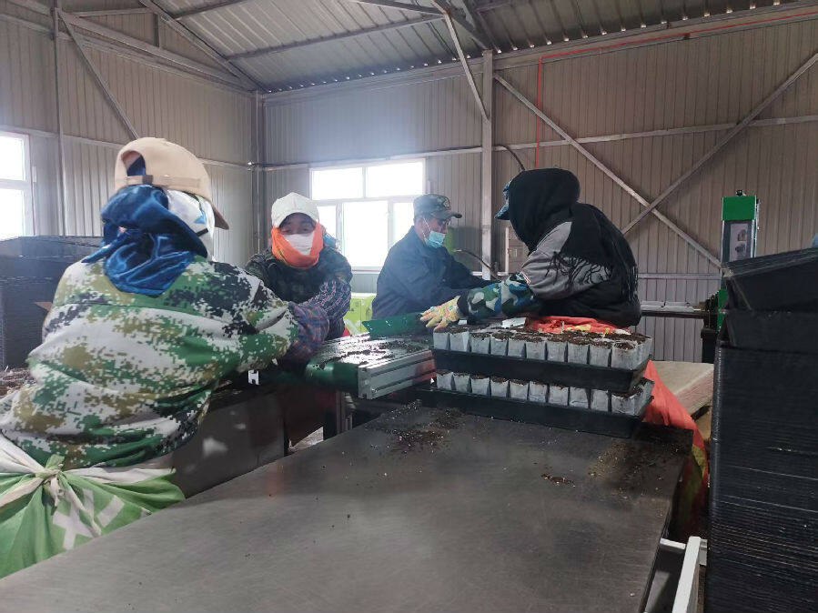 林业局苗圃工作人员正在生产轻基质杯(刘磊 摄) 林业局苗圃工作人员正在生产轻基质杯(刘磊 摄)