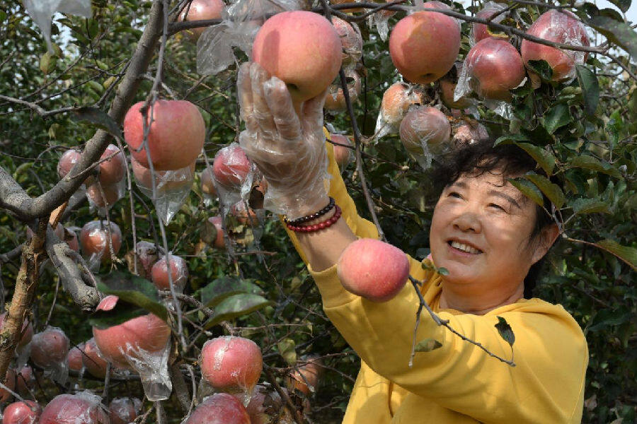 山东省青岛市即墨区段泊岚镇毛家岭一村农民在采摘苹果。(张涛 摄)