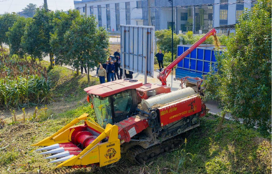 高粱收割现场（孙荪 摄）