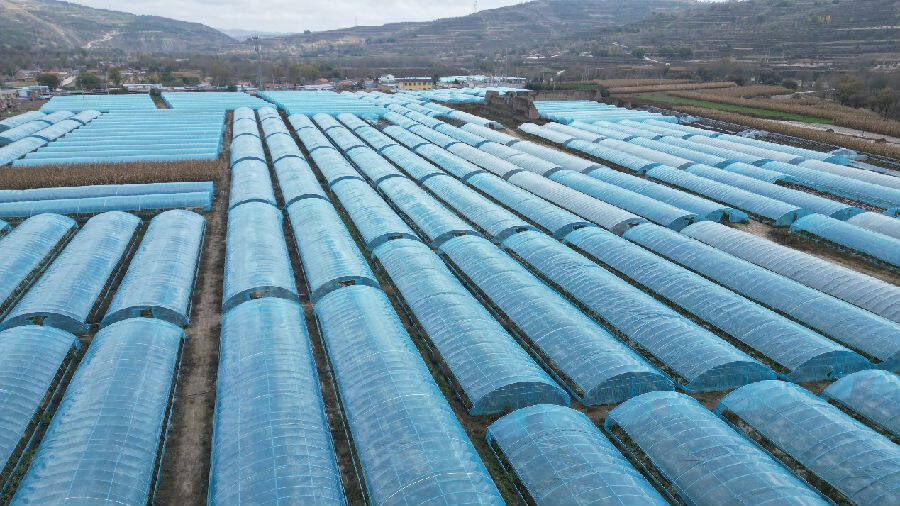 通渭县北城铺镇石关村的高原夏菜基地蔬菜大棚(张徐晟 摄) 通渭县北城铺镇石关村的高原夏菜基地蔬菜大棚(张徐晟 摄)