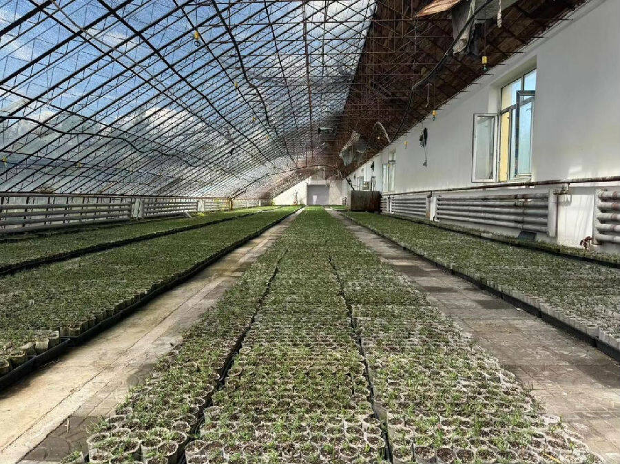 科学化储备轻基质杯苗(刘磊 摄) 科学化储备轻基质杯苗(刘磊 摄)