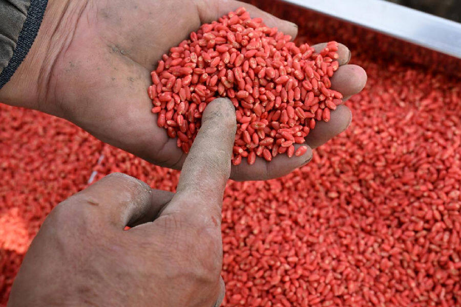 山东省青岛市即墨区段泊岚镇西瓦戈庄村农民在查看冬小麦种子。(张涛 摄)